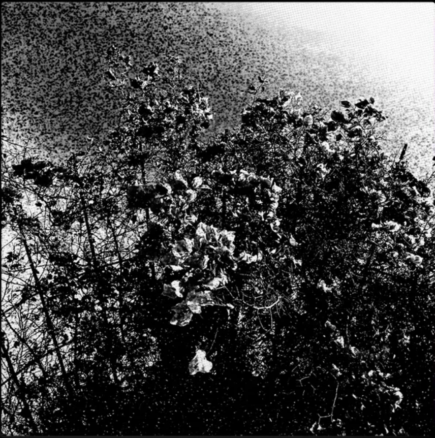 CELESTIAL SWORD / TRHÄ - Edënohhdlha hálgra tu majtranlh'ha / Ga nëcëcta mon idlhi LP