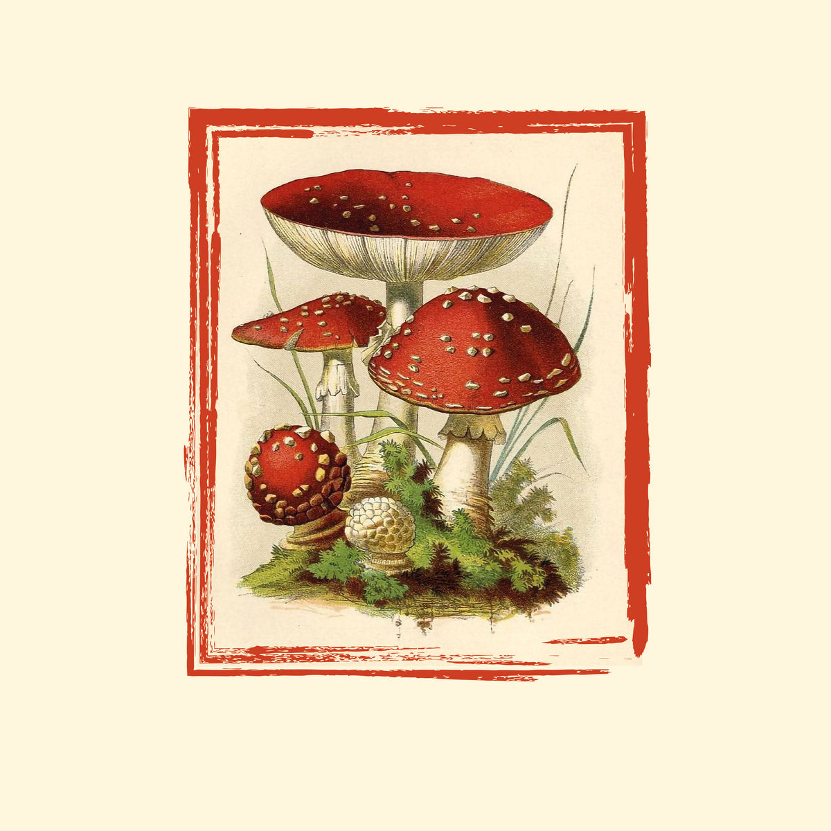 Mushroom Village / Mushroom Grandpa - split 10" EP